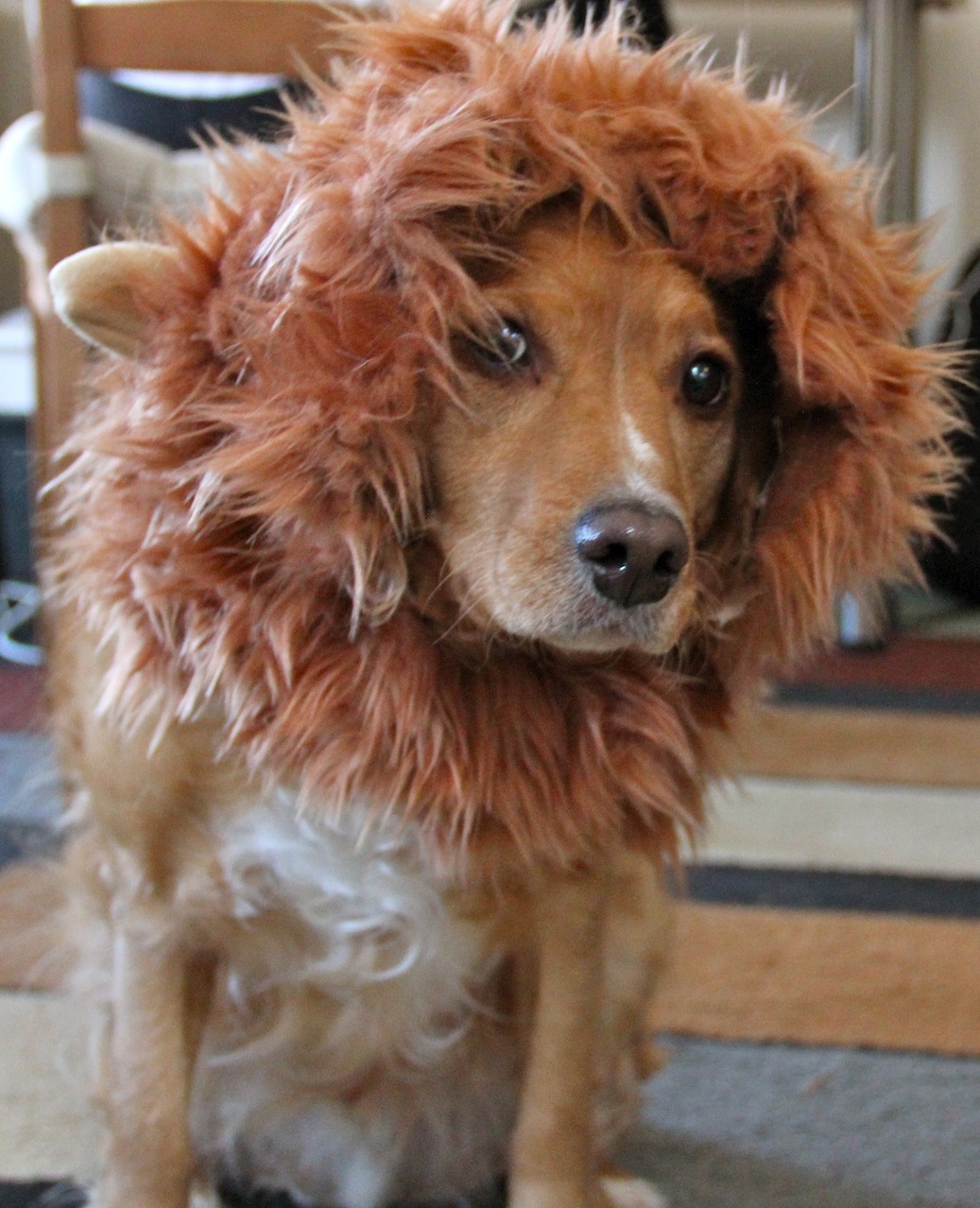 How to Make a Lion Mane Dog Costume Version 2