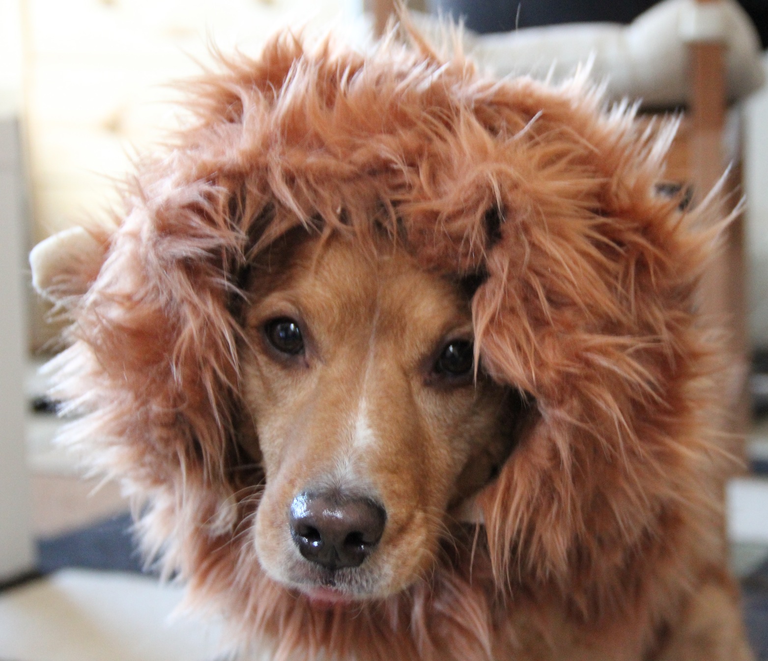 Lion Mane Dog Costume Version 2