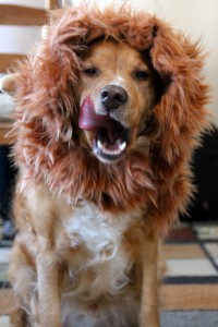 lion mane dog costume