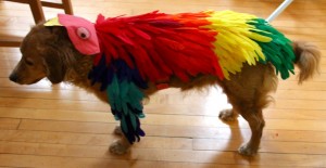 make a bird costume dog